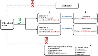 Exploring genetic associations of Crohn’s disease and ulcerative colitis with extraintestinal cancers in European and East Asian populations